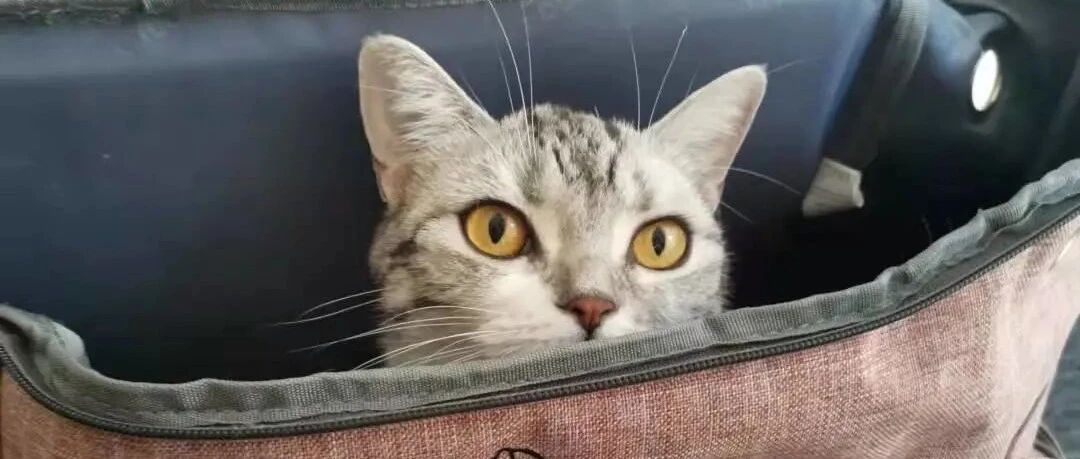 送猫猫一份豪华绝育套餐，真的好吗？