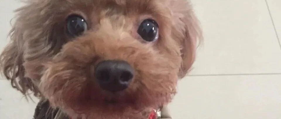 三代人养一条狗，一天能变四个样儿！