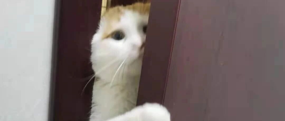 “喜欢吗？我送给你啊！”——毛孩给过哪些令人窒息的爱？