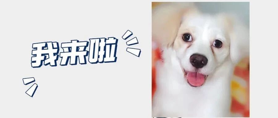 你「命中注定的狗」正向你奔赴而来！