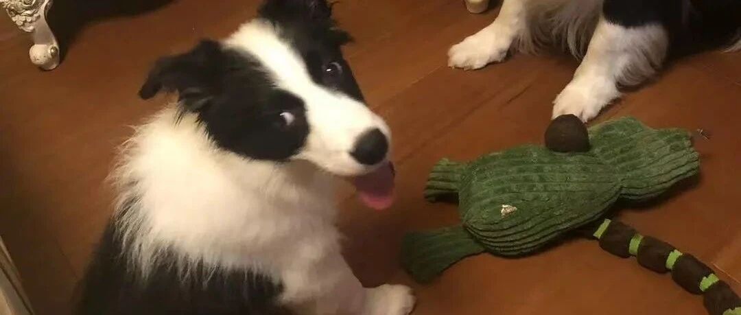 狗子得“性病”，有理说不清！那到底要如何预防？