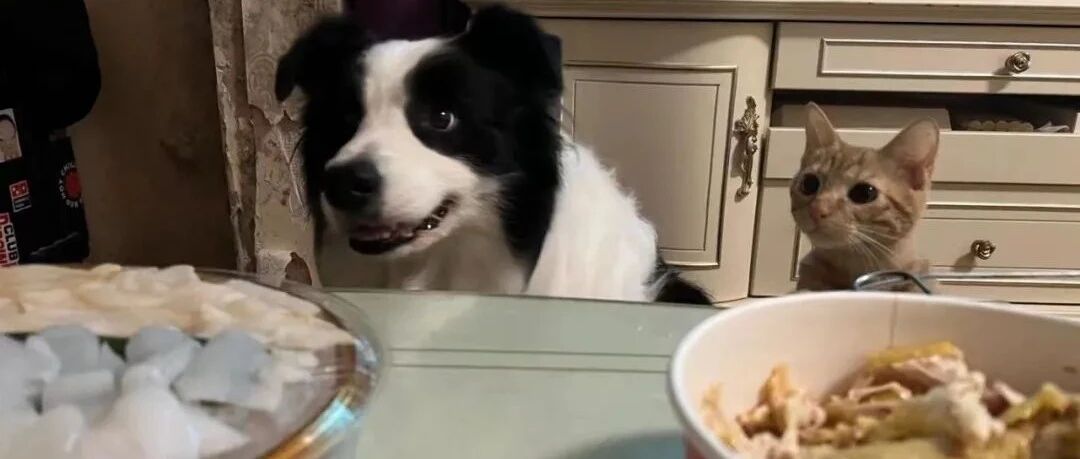 急！猫狗被异物呛到，如何抢救？？| 热门问诊白皮书