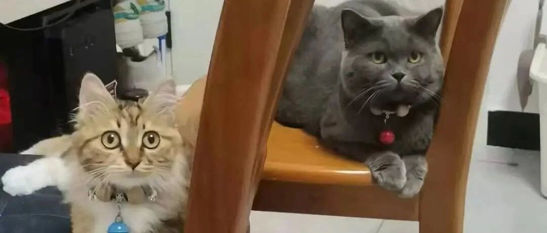 养两只性格完全不同的小猫咪，是怎样的一种体验？