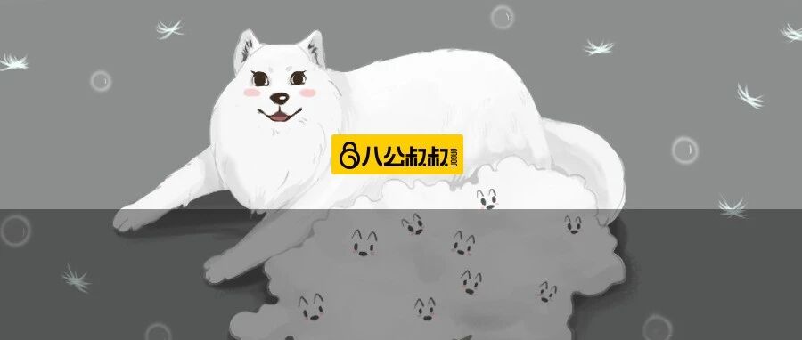 换毛季一到，我家狗就变成了「行走的蒲公英」！