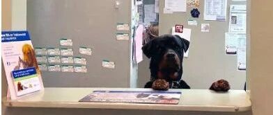 超酷！这些“别人家的狗狗”在各行各业努力工作~