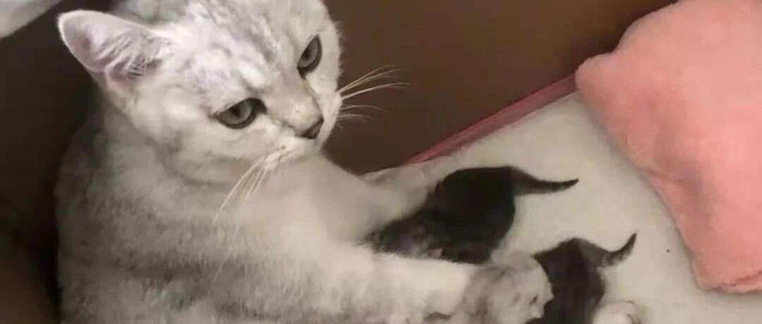 “老板我不能去上班了，我家猫在生娃”