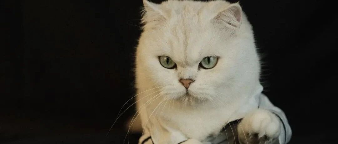 居家办公快乐铲屎？猫：瞧把你能的，我批准了吗？