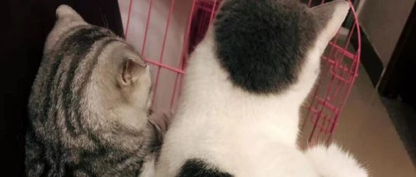 啥家庭条件呀，就能供得起两只猫？