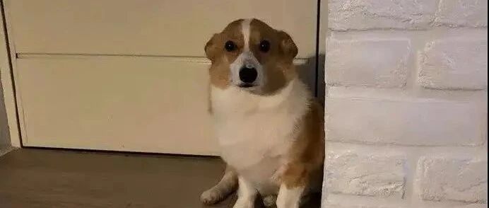 “我们绝对不会丢下它们，因为我们是家人!”