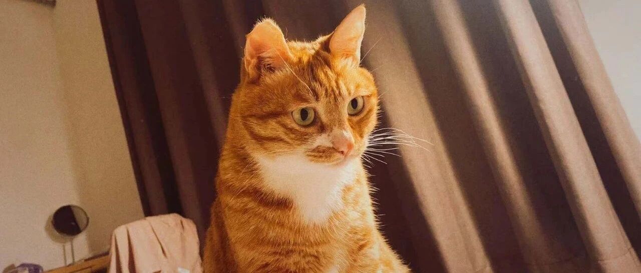 猫咪是如何驯化人类的？