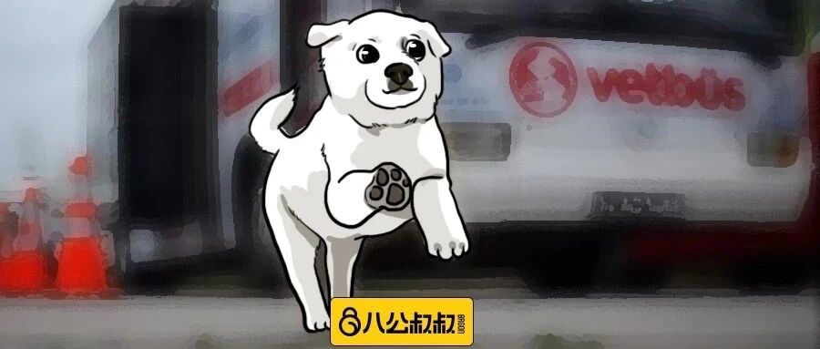 土耳其的毛孩能有多幸福？看完我真的羡慕了！