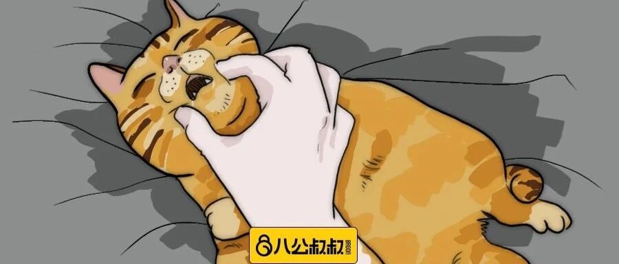 如何讨好家里的高冷猫咪，只要找对这几个小地方~