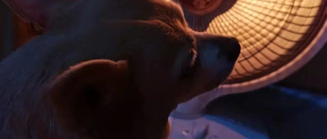 当小奶狗长成老年犬，日常养护有哪些注意事项？