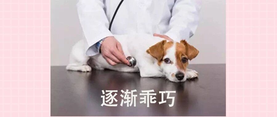 看懂这篇后，第一次带小狗体检没那么心虚了