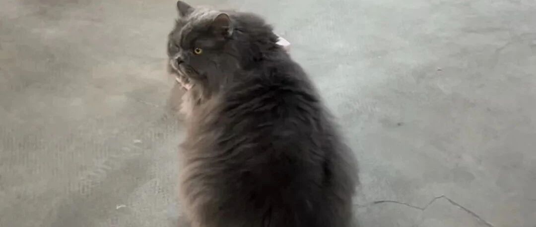 烦呐！猫猫打完疫苗后奖励了一个鸭胸冻干，软便了？？|热门问诊白皮书