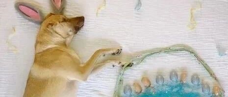 狗狗为救主人失去了一半的“脸”，却活成了所有人羡慕的样子~