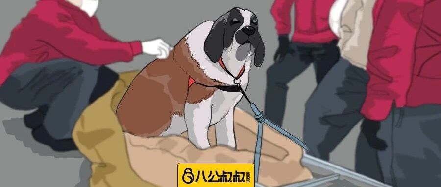 被16个人抬下山？这样的狗生巅峰你听过吗？