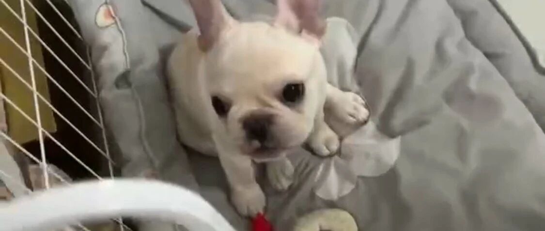 哦豁，卡住了！法斗弟弟的“口红”历险记！