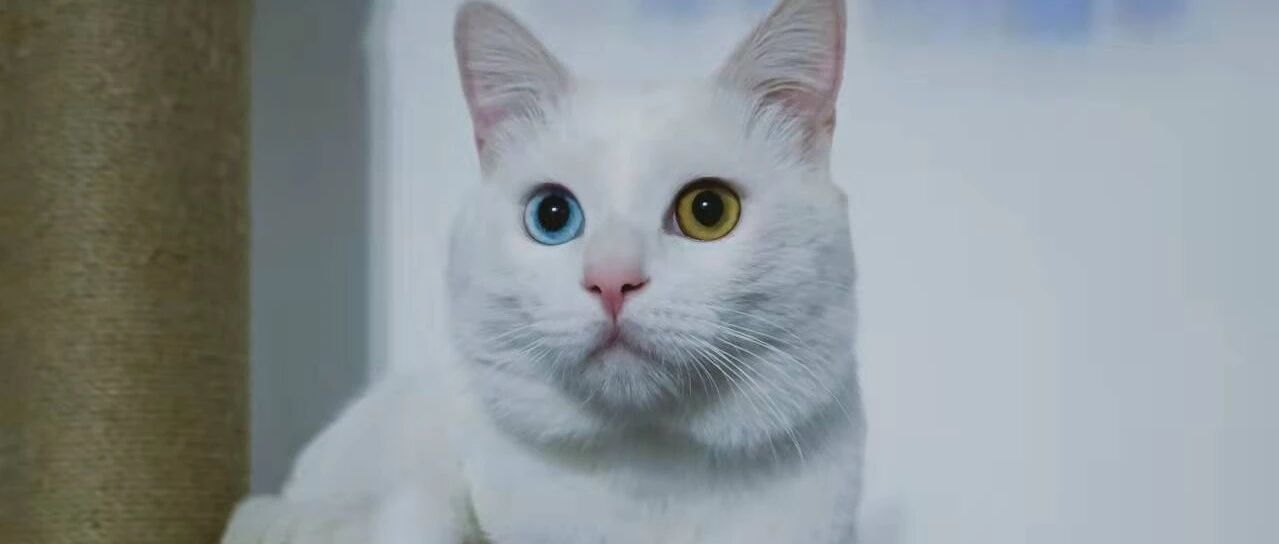 被猫咪定向喷射肛门腺液，这酸爽！！ | 热门问诊白皮书