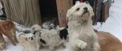 急！1400多只毛孩断粮已久，如今严寒来袭生命垂危，可能熬不过冬天……
​