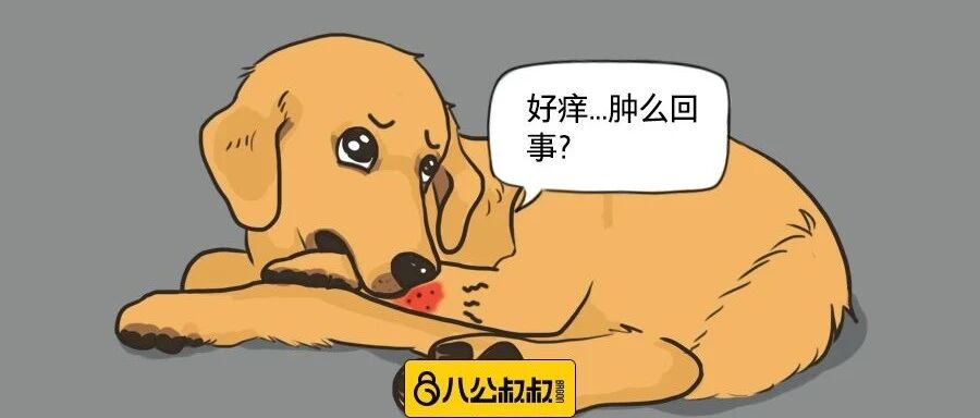 千万不要错过这些小细节，这是狗狗在向你求助！