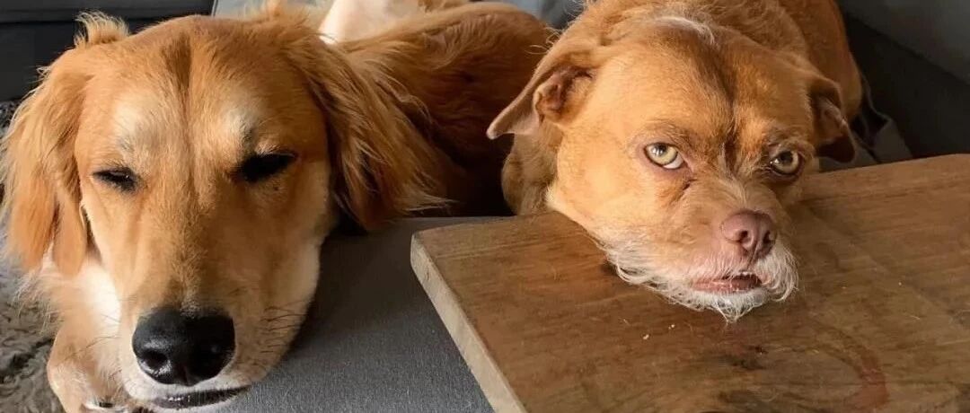 一只长了胡子的狗狗?画风怎么这么不对劲!