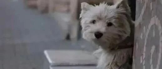 严惩虐待猫狗，强制领养购买！法国《反虐待动物法》重磅出台！