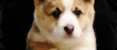 可以再讲一遍从一堆小狗狗中选中我的故事吗？