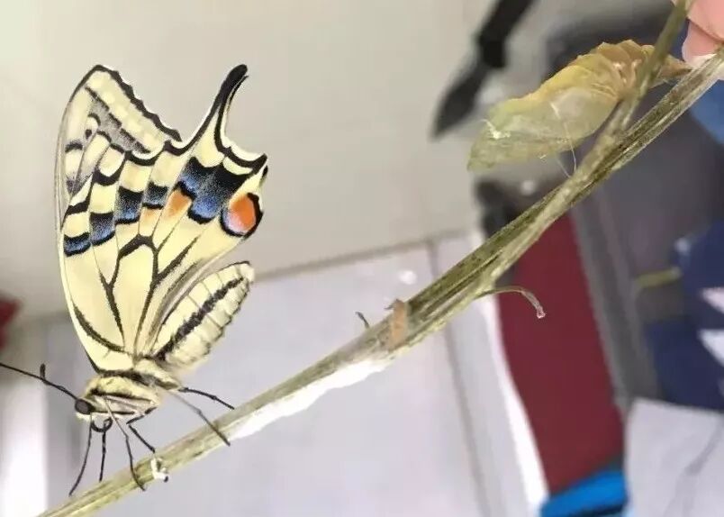 课程延展 蝴蝶羽化及杜比亚蜚蠊饲养注意事项 天使看世界 微信公众号文章阅读 Wemp