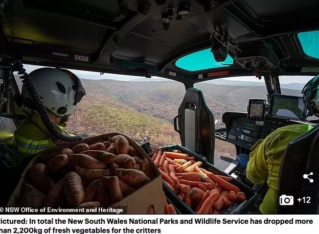 天上掉胡萝卜了！澳洲政府空投数千公斤食物 幸存动物们有粮食了