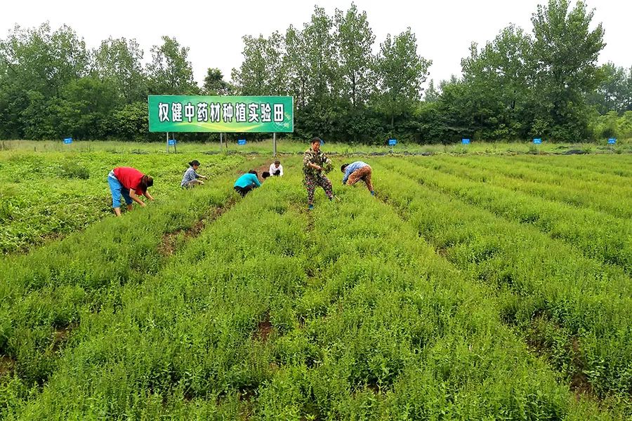 權健中藥材基地發展一覽