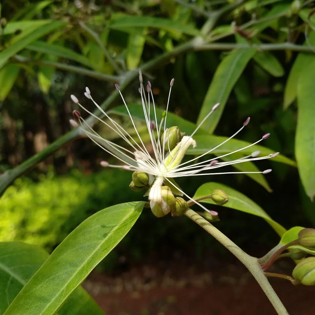 野香橼花，傣医用药时间规律