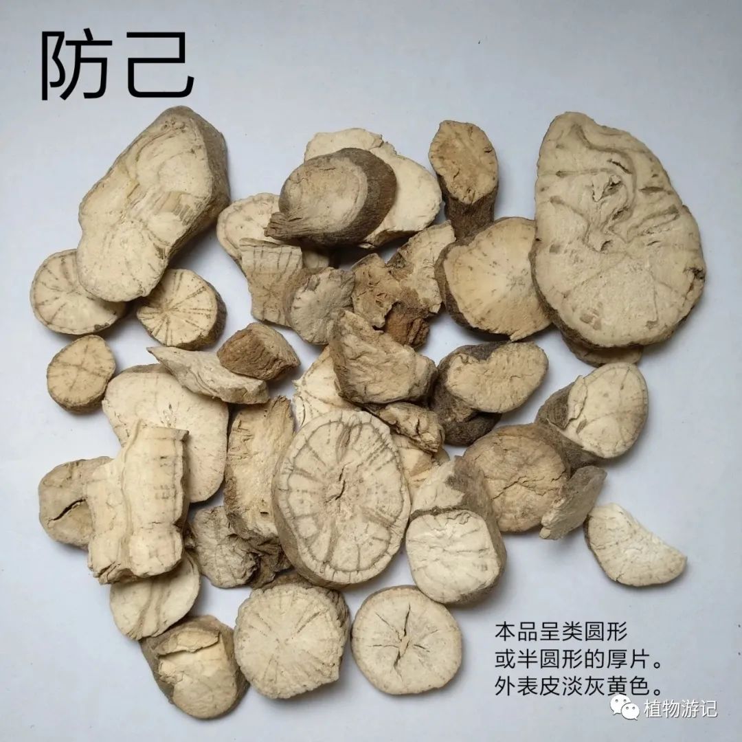 防己与木防己