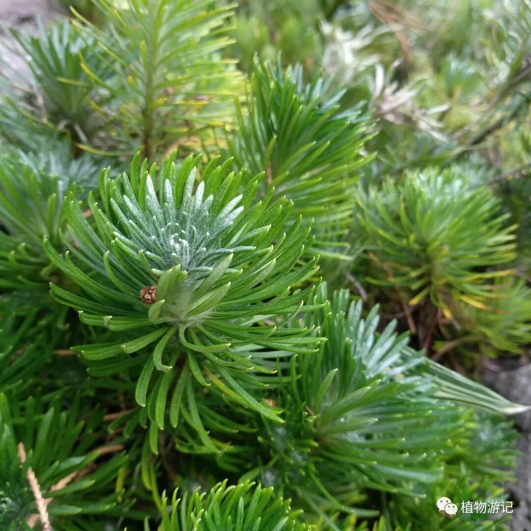 止血毛叫什么名字松毛火绒草，中药止血机理_https://www.jmylbn.com_新闻资讯_第9张