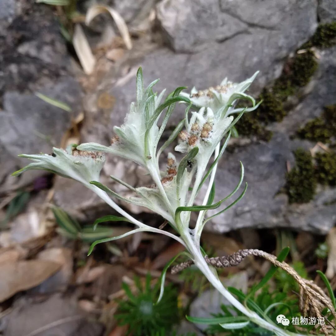 止血毛叫什么名字松毛火绒草，中药止血机理_https://www.jmylbn.com_新闻资讯_第5张