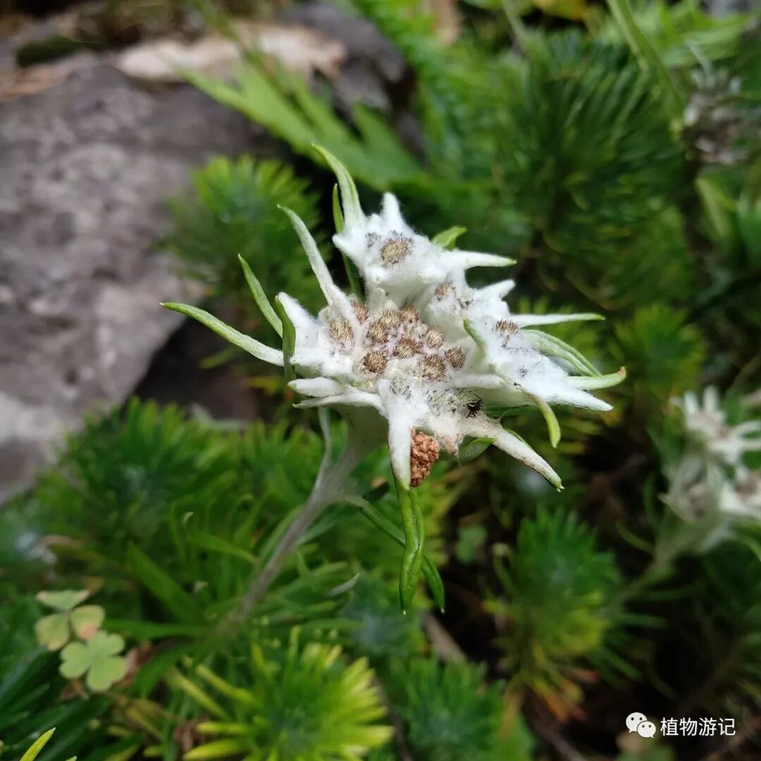 止血毛叫什么名字松毛火绒草，中药止血机理_https://www.jmylbn.com_新闻资讯_第8张