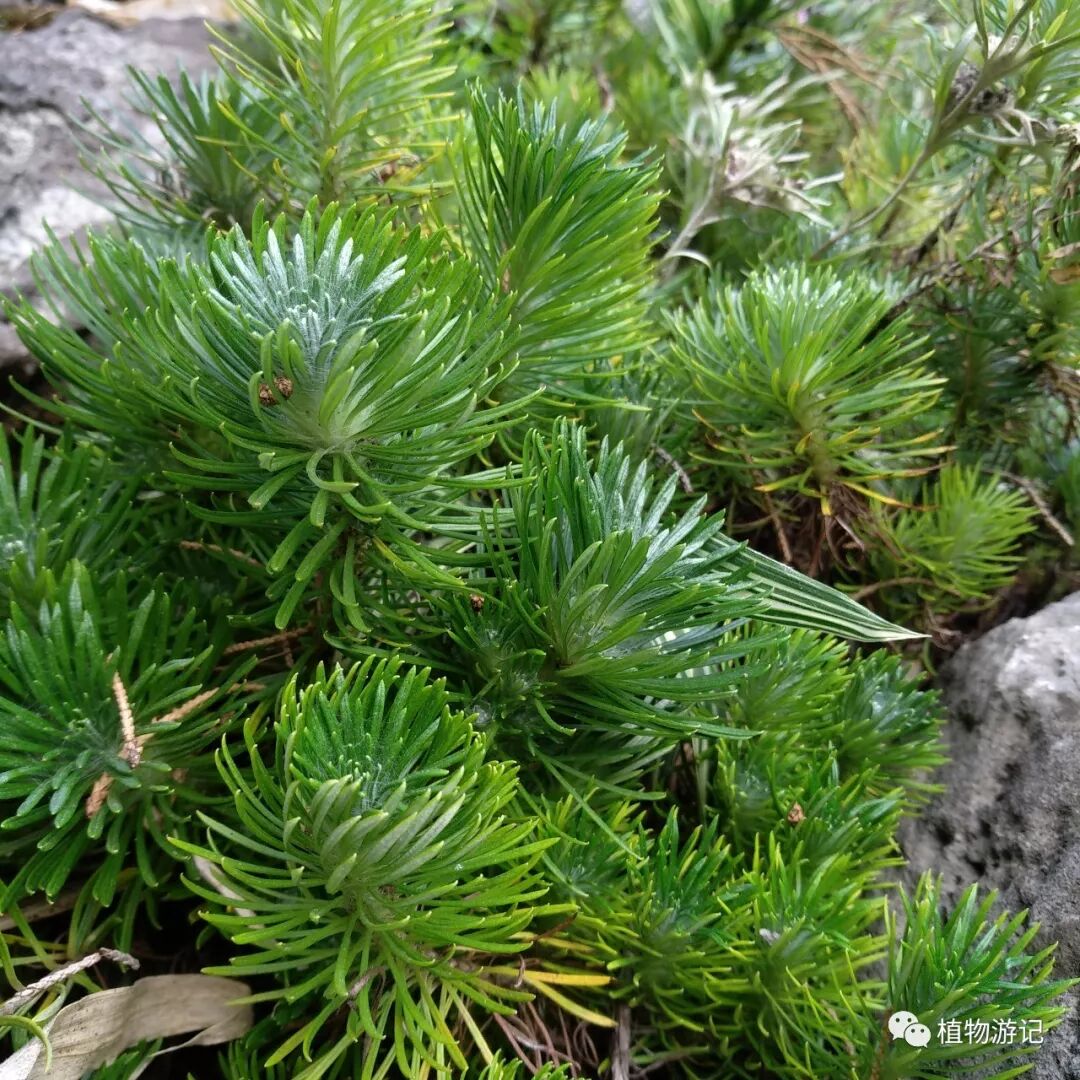 止血毛叫什么名字松毛火绒草，中药止血机理_https://www.jmylbn.com_新闻资讯_第7张