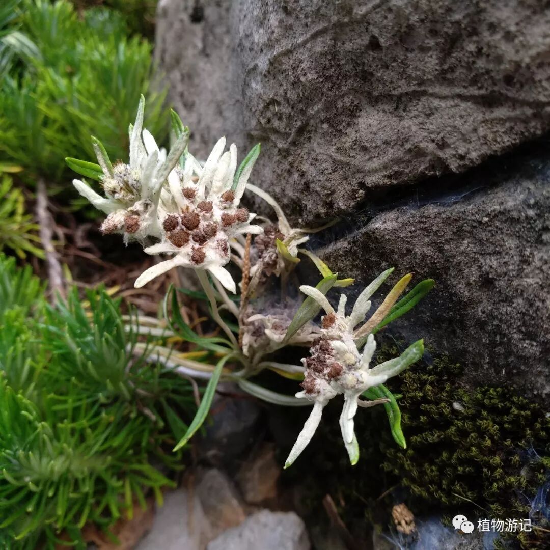 止血毛叫什么名字松毛火绒草，中药止血机理_https://www.jmylbn.com_新闻资讯_第4张