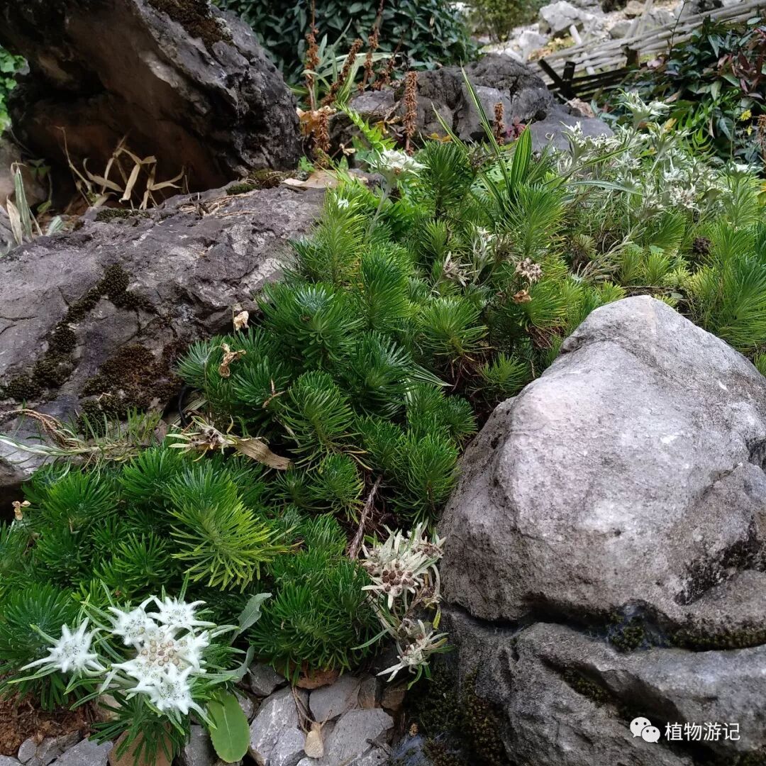 止血毛叫什么名字松毛火绒草，中药止血机理_https://www.jmylbn.com_新闻资讯_第3张