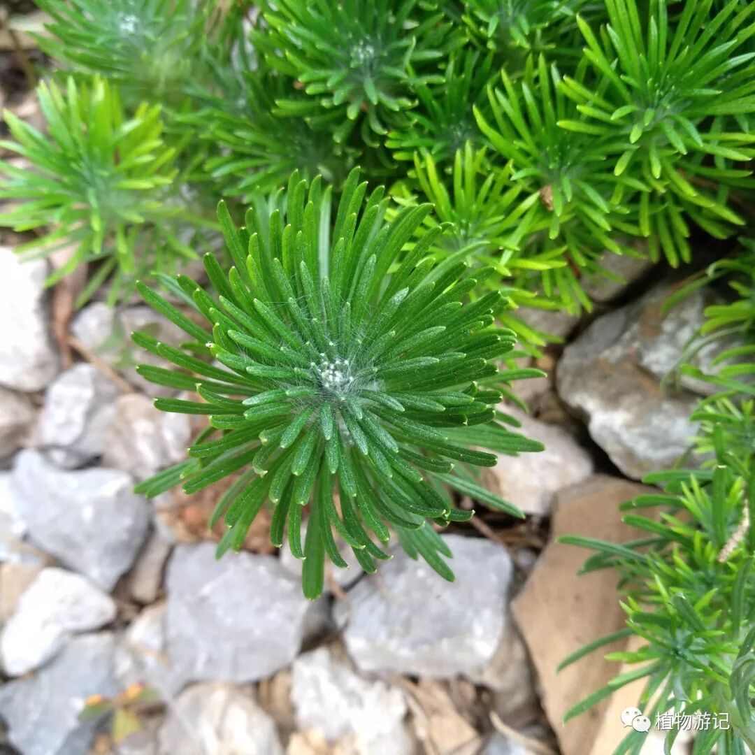 止血毛叫什么名字松毛火绒草，中药止血机理_https://www.jmylbn.com_新闻资讯_第10张