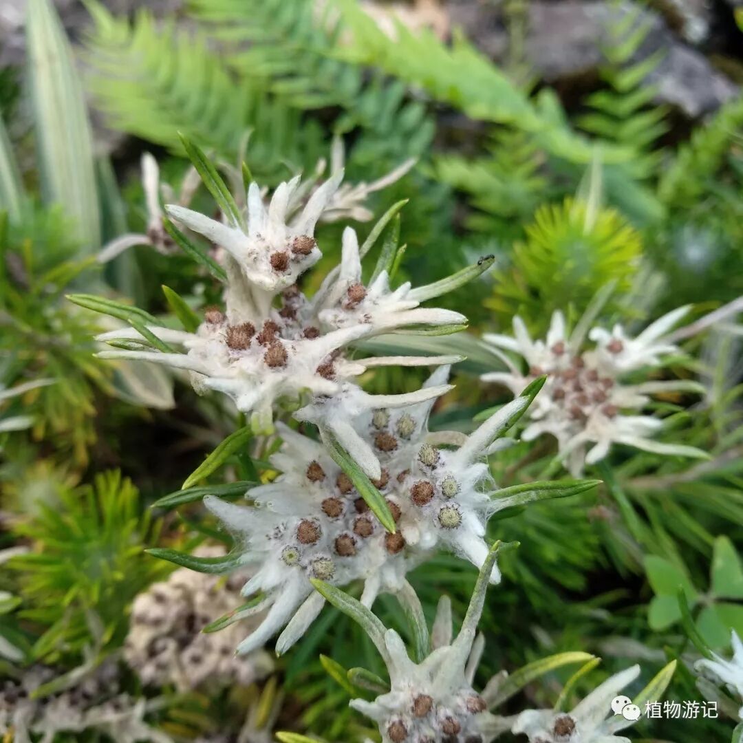 止血毛叫什么名字松毛火绒草，中药止血机理_https://www.jmylbn.com_新闻资讯_第2张