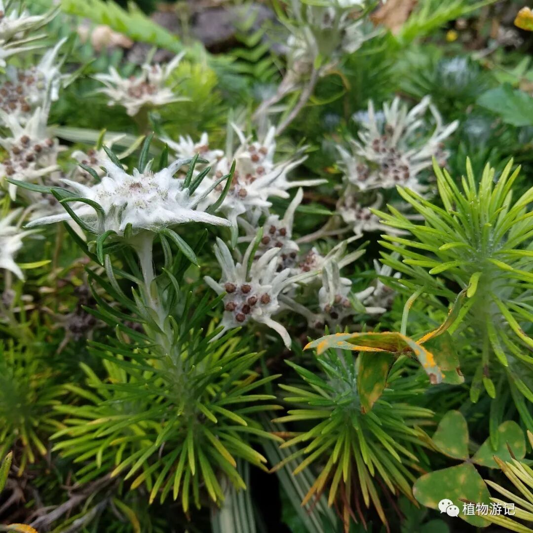 止血毛叫什么名字松毛火绒草，中药止血机理_https://www.jmylbn.com_新闻资讯_第1张