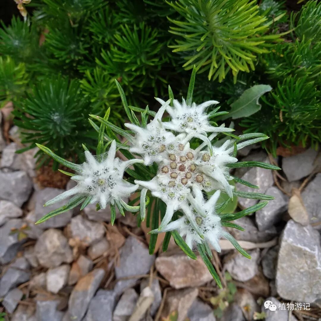 止血毛叫什么名字松毛火绒草，中药止血机理_https://www.jmylbn.com_新闻资讯_第6张