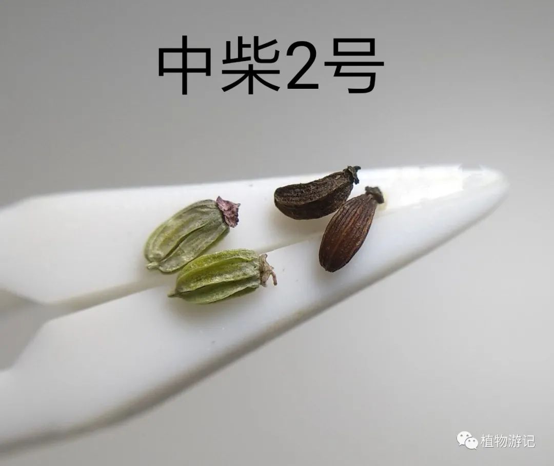 中柴2號的種子,北柴胡的一個新培育品種,藥材性狀待後面種出來補充.