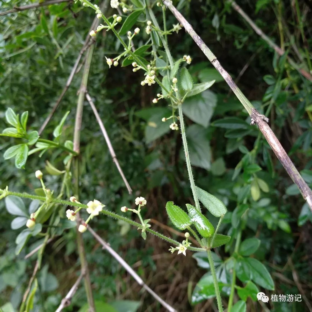 柄花茜草 草木染 植物游记 微信公众号文章阅读 Wemp