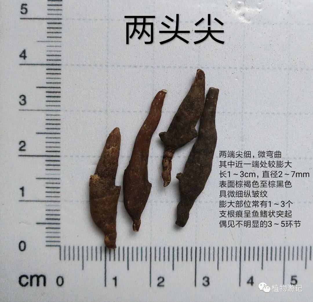 香附和两头尖的鉴别