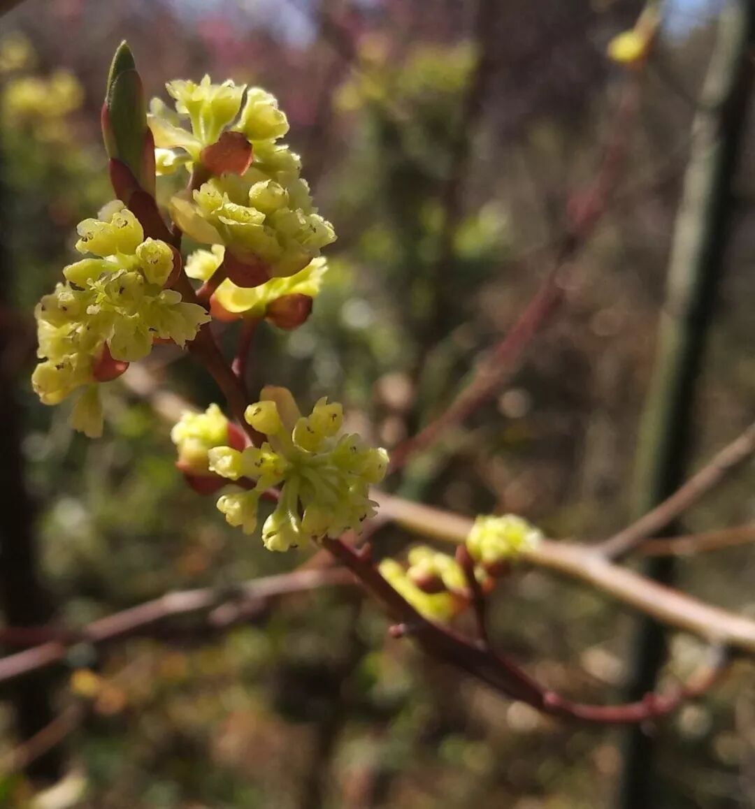 红叶木姜子，植物熏香