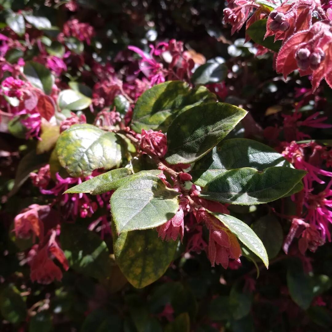 红花檵木，阻滞和吸附灰尘