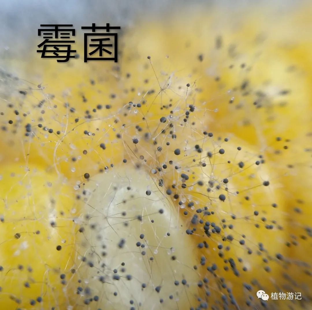 霉菌的危害及鉴别