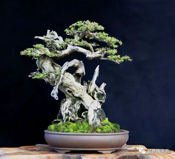 剪裁技巧是盆景造型的一个重要手段